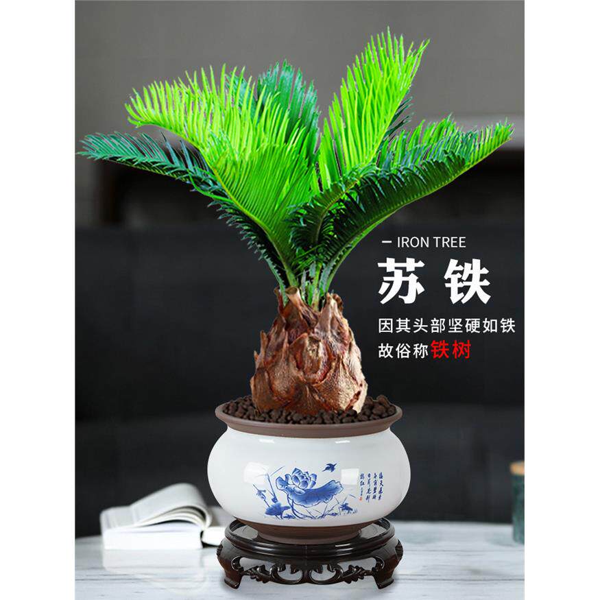 新疆西藏包邮铁树盆景室