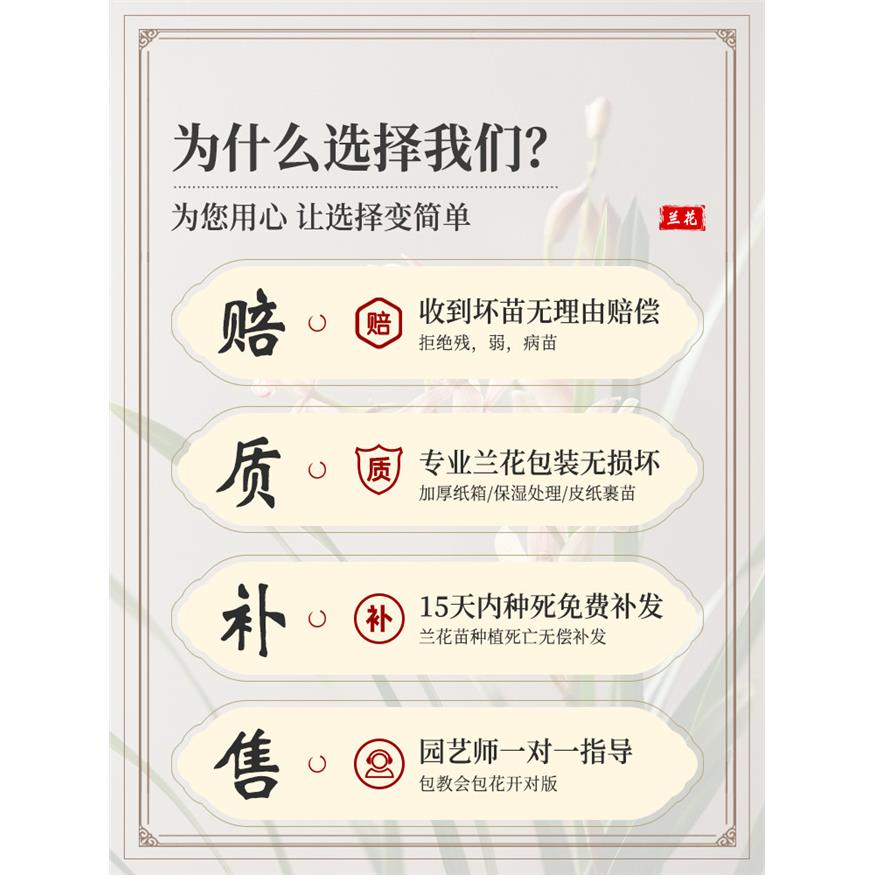 新疆包邮兰花盆栽带花苞