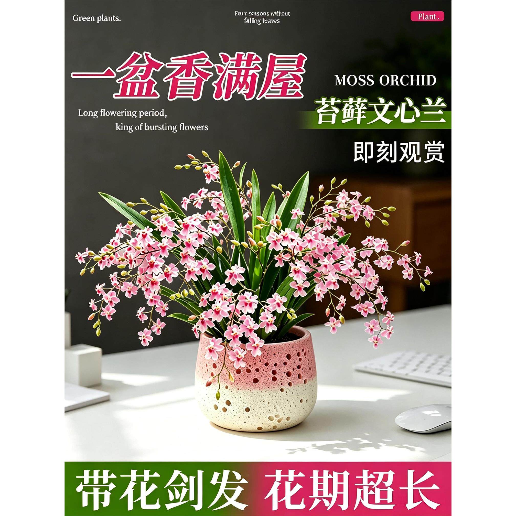 新疆西藏包邮文心兰带花