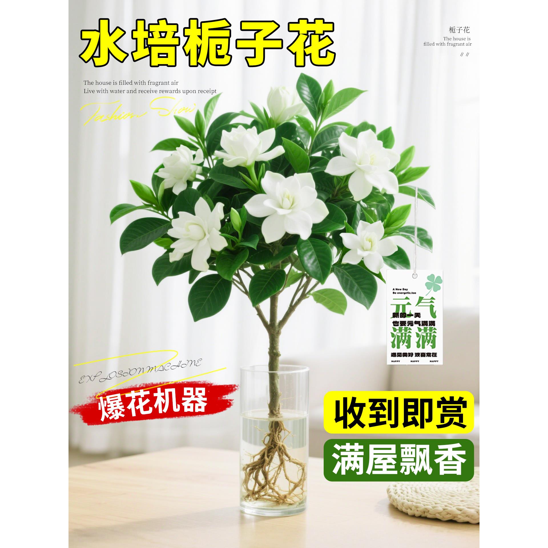 新疆西藏包邮水培栀子花