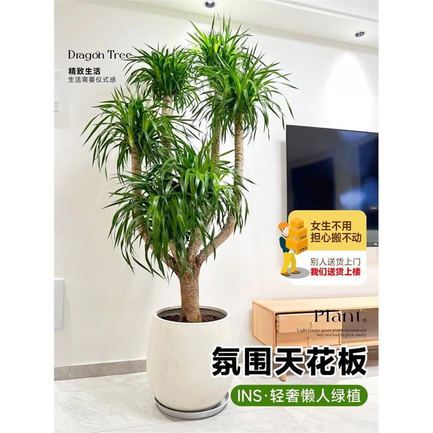 新疆包邮龙血树盆栽办公