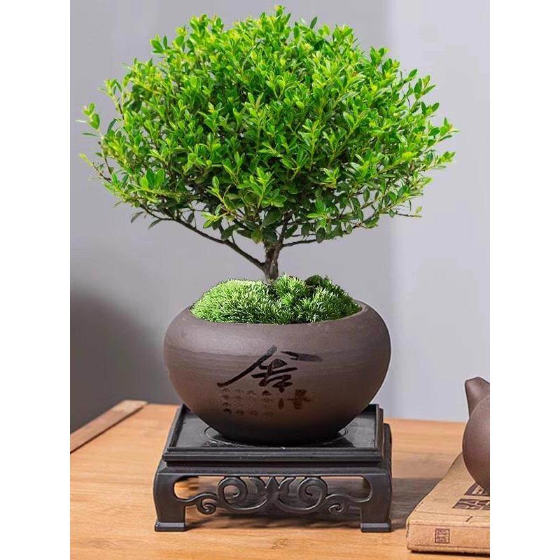 新疆包邮小叶赤楠老桩盆