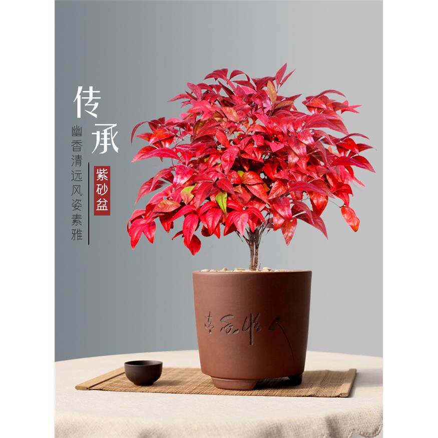 新疆包邮红叶南天竹盆景