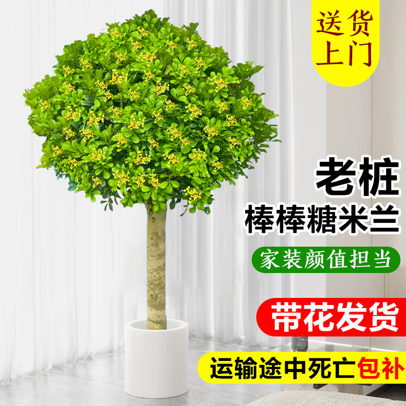 新疆包邮香水米兰花盆栽带花棒棒糖树苗室内阳台庭院新疆西藏包邮