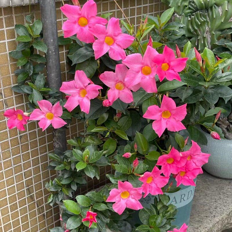 新疆包邮飘香藤盆栽双喜