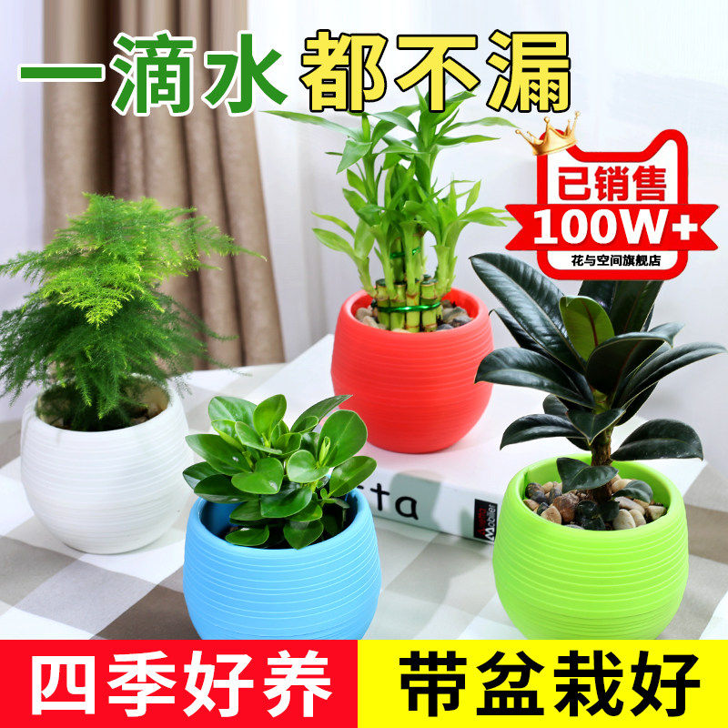 新疆包邮发财树栀子花文