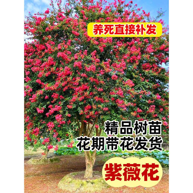新疆包邮紫薇花树苗盆栽