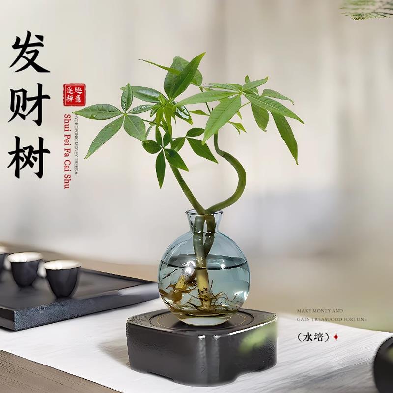 新疆包邮发财树小盆栽水