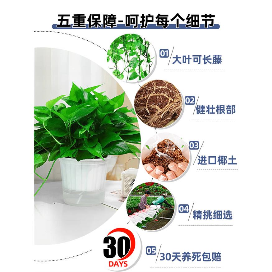 新疆包邮绿萝盆栽室内植