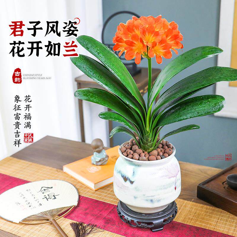新疆包邮君子兰盆栽老苗带花苞好养活四季常绿室内多肉花卉易活净