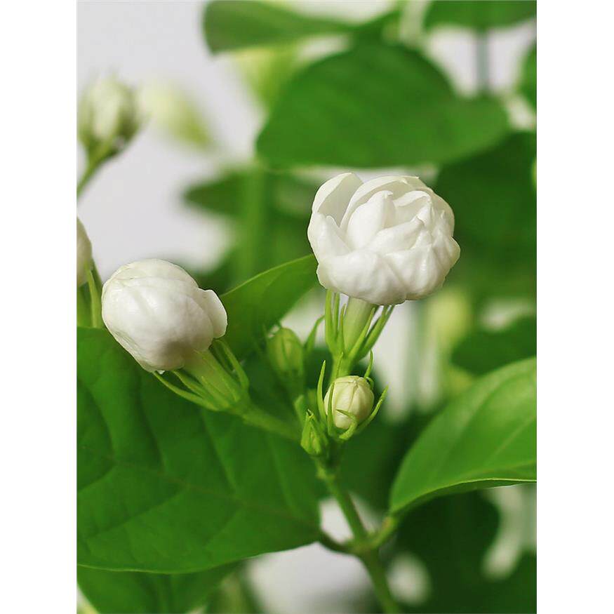 新疆包邮茉莉花盆栽重瓣
