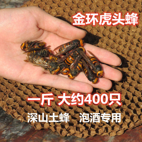 成年会飞金环虎头蜂老土蜂活体冻