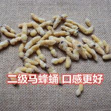 纯二级蜂蛹新鲜野生小脚蜂树蚂蜂葫芦秀才峰活体冰冻马蜂黄蜂拥蛹