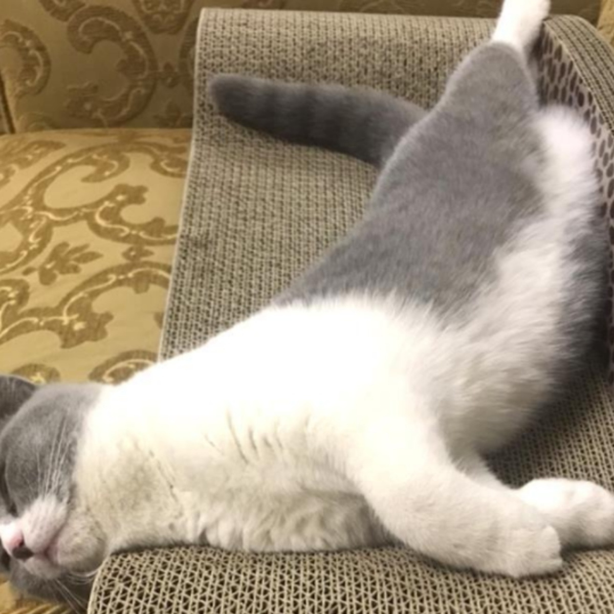 得酷大号猫抓板耐磨猫窝一体猫咪贵妃椅猫沙发瓦楞纸磨爪板不掉屑