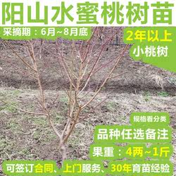 无锡阳山水蜜桃桃苗 桃树苗 果树苗果苗嫁接苗 2年生品种全包邮