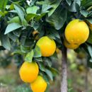 赣南脐橙 水果 小李专享