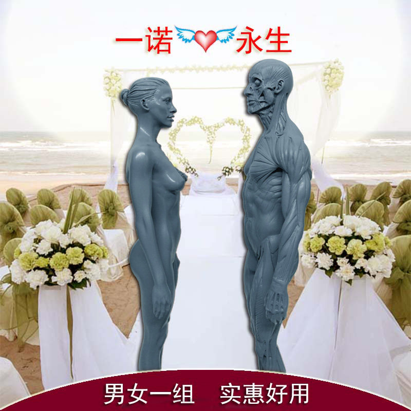 男女一组绘画参考设计医学艺用人体肌肉骨骼解剖结构模型美术全身