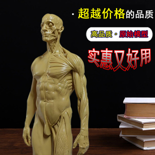 30cm绘画头骨石膏玩具素描参考艺用人体肌肉骨骼解剖结构模型美术