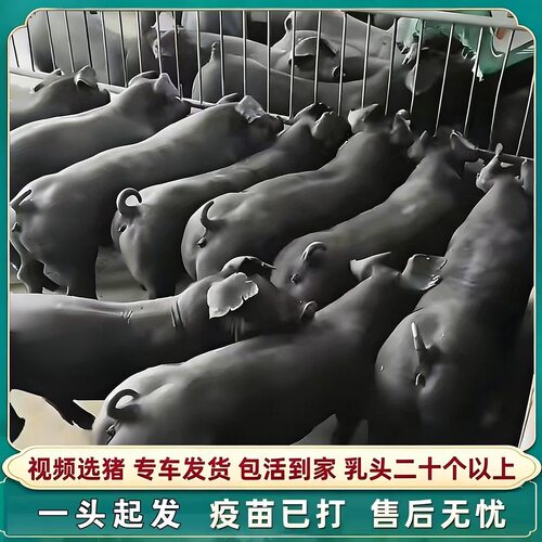 国寿黑黑金刚长白大白