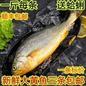 包邮 海鲜水产鲜活黄花鱼新鲜黄鱼野生大黄鱼深海鱼当天海鱼 三条