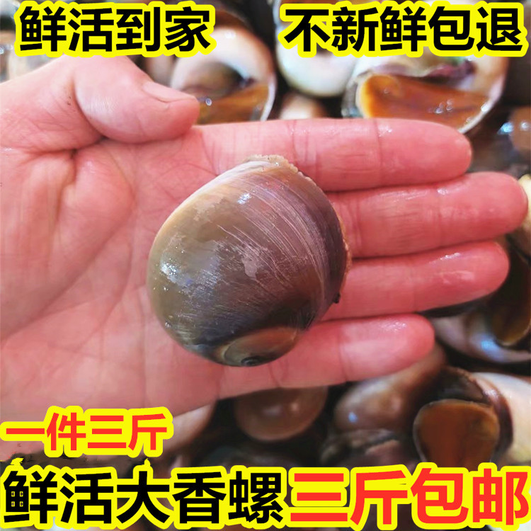 鲜活猫眼螺香螺海捕无沙3斤包邮
