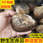 连云港海鲜新鲜大赤贝鲜活赤贝大毛蛤大蛤蜊海捕血蛤毛蚶寿司食材