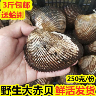 连云港海鲜新鲜大赤贝鲜活赤贝大毛蛤大蛤蜊海捕血蛤毛蚶寿司食材