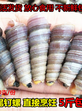 新鲜海鲜鲜活钉螺去尾钉螺海螺野生钉螺海螺丝水产贝类连云港特产