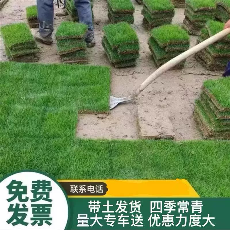 带泥土真草坪四季青庭院耐寒绿化图片