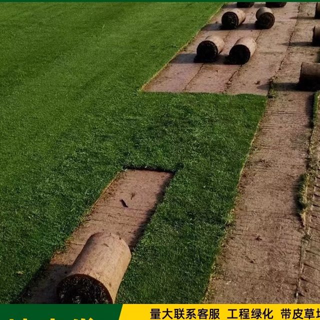 带泥土真草坪庭院花园