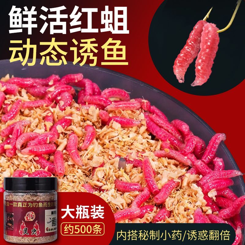新鲜野钓红蛆虫活饵包邮鲜活溪流公鱼石斑鱼户外网红鲫鱼钓鱼饵料