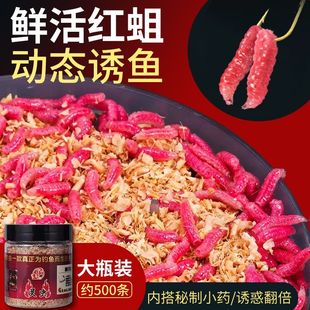 新鲜野钓红蛆虫活饵包邮鲜活溪流公鱼石斑鱼户外网红鲫鱼钓鱼饵料