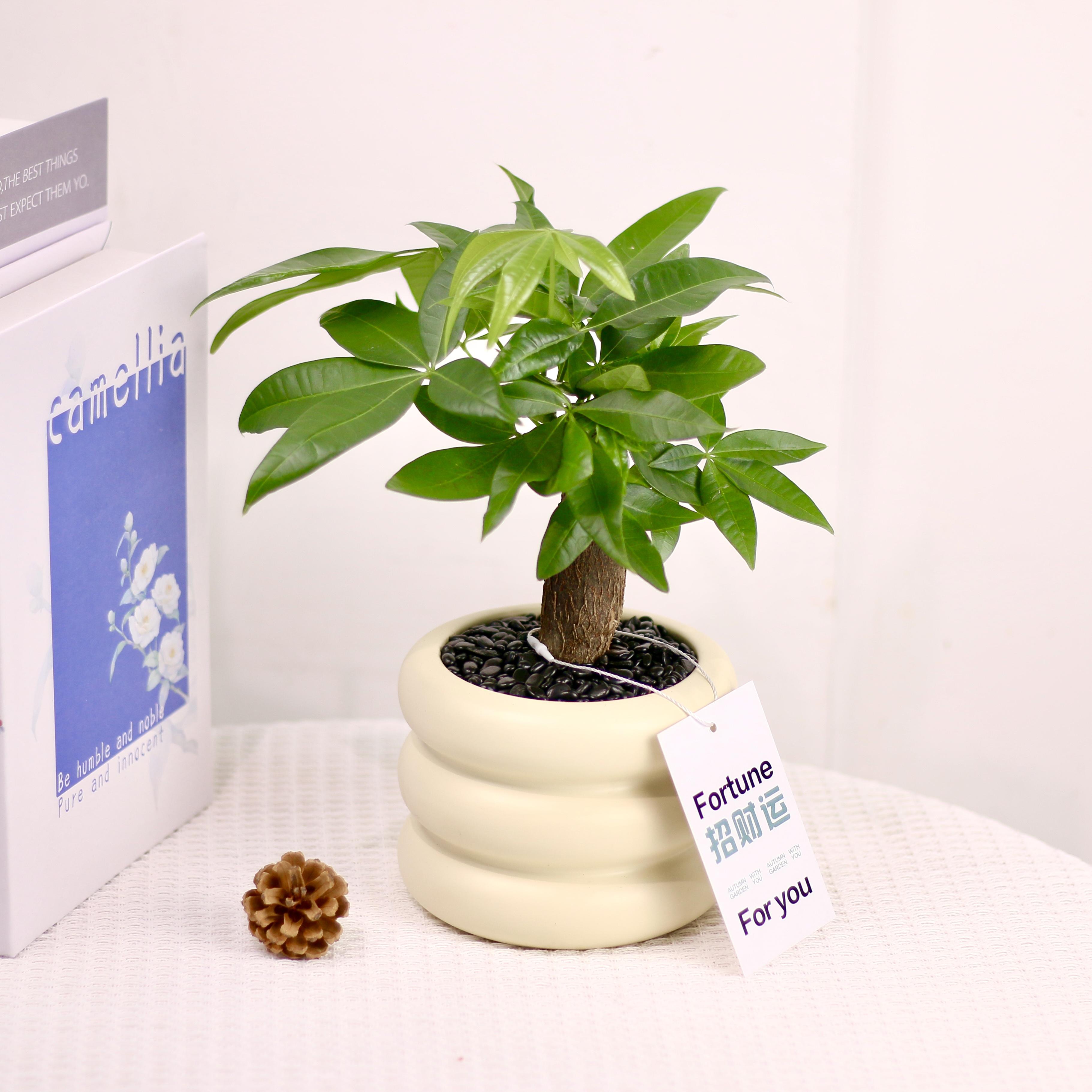 【所见即所得】发财树盆栽室内好养花卉植物净化空气绿植四季常青