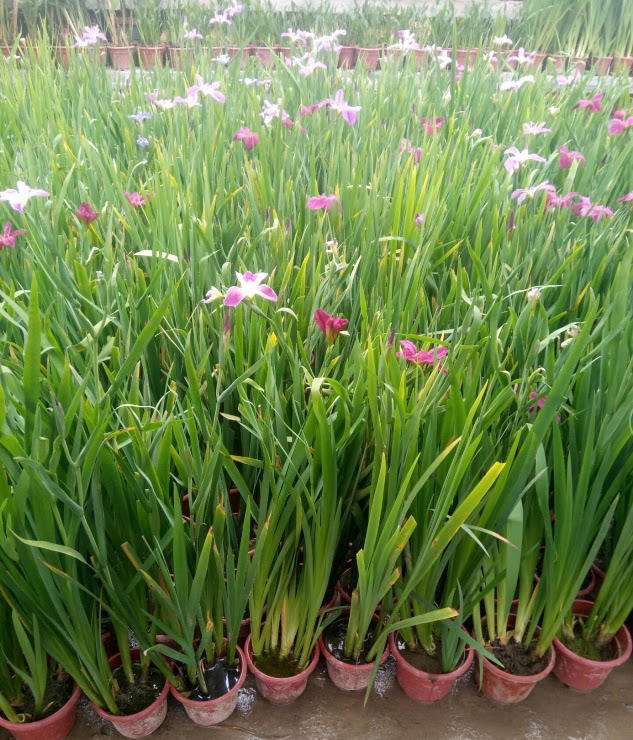 重庆花卉水生大植物办公室阳台盆栽庭院观叶绿植室外花园水池盆景图片