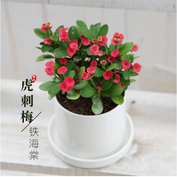 铁海棠观叶植物办公室室内盆栽桌桌面绿植