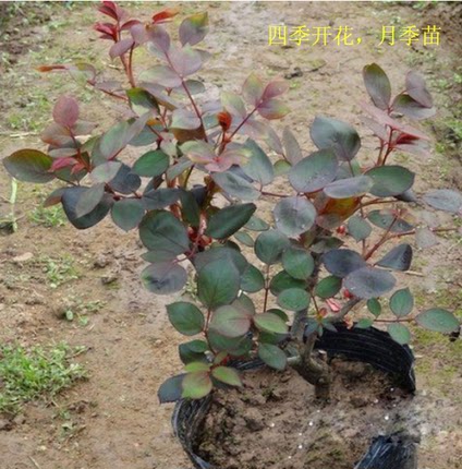 重庆同城花卉月季花苗四季观花盆栽庭院植物花园盆景阳台室外绿植