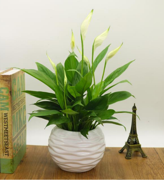 重庆花卉白掌盆栽小植物一帆风顺桌面绿植