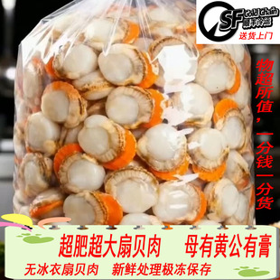 原汁扇贝肉带黄带膏水产冷冻保证无冰衣烧烤火锅炒菜顺丰包邮
