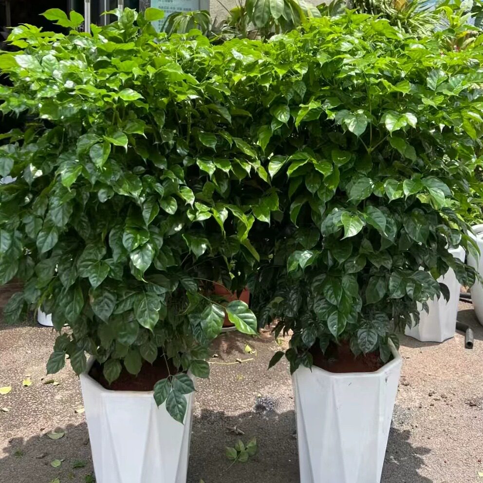 莆田同城配送发财树盆栽绿植新店开业公司乔迁金钱树专人送货上门