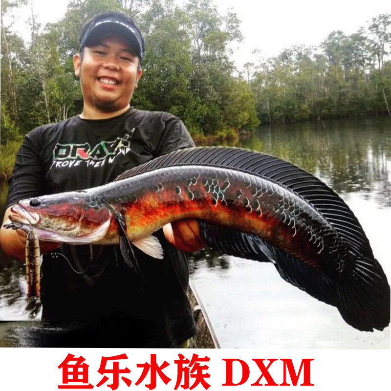 大型雷龙鱼加里曼丹红帝王黑魔神观赏鱼活体亚热带冷水鱼凶猛鱼