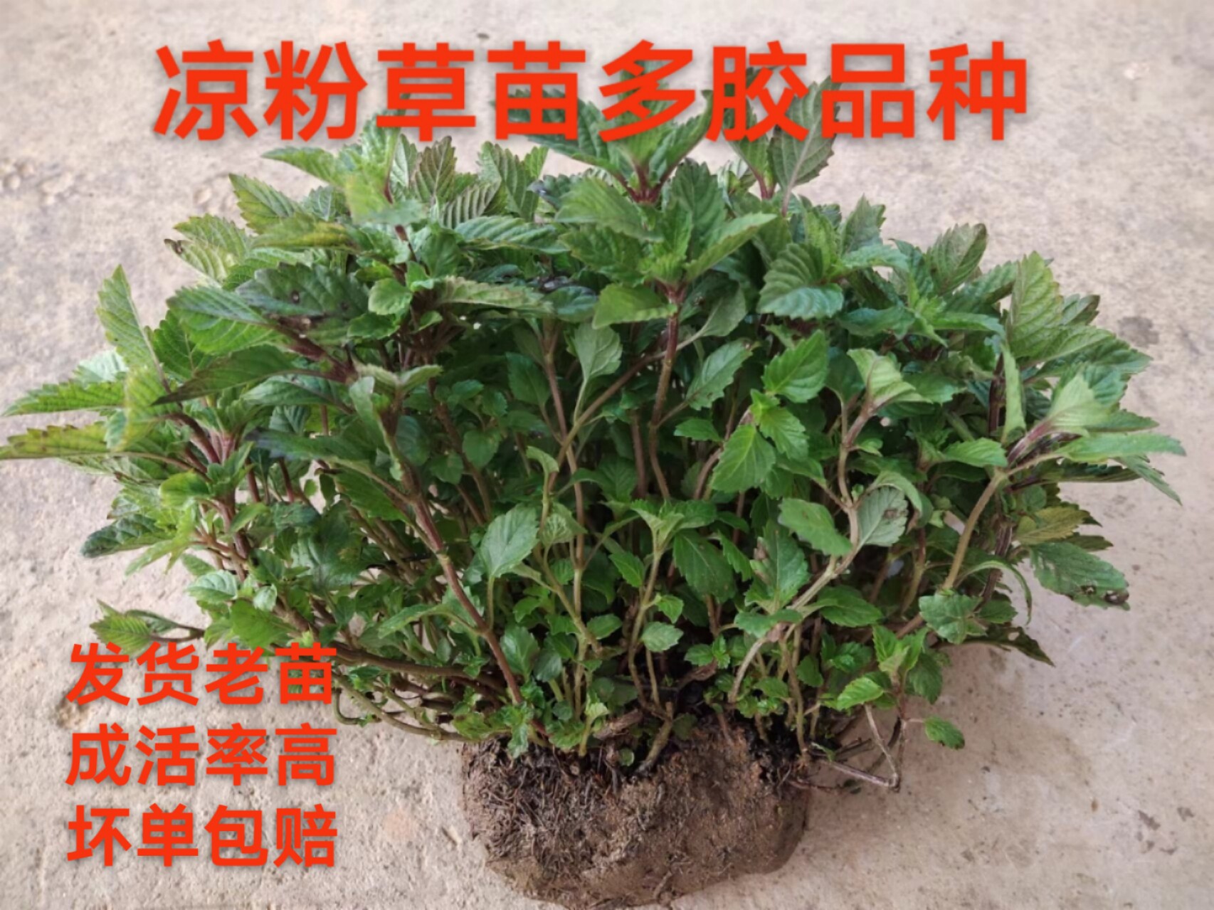 新鲜凉粉草苗 绿凉粉草苗 仙人草苗农家种植现挖带泥发货 2份包邮