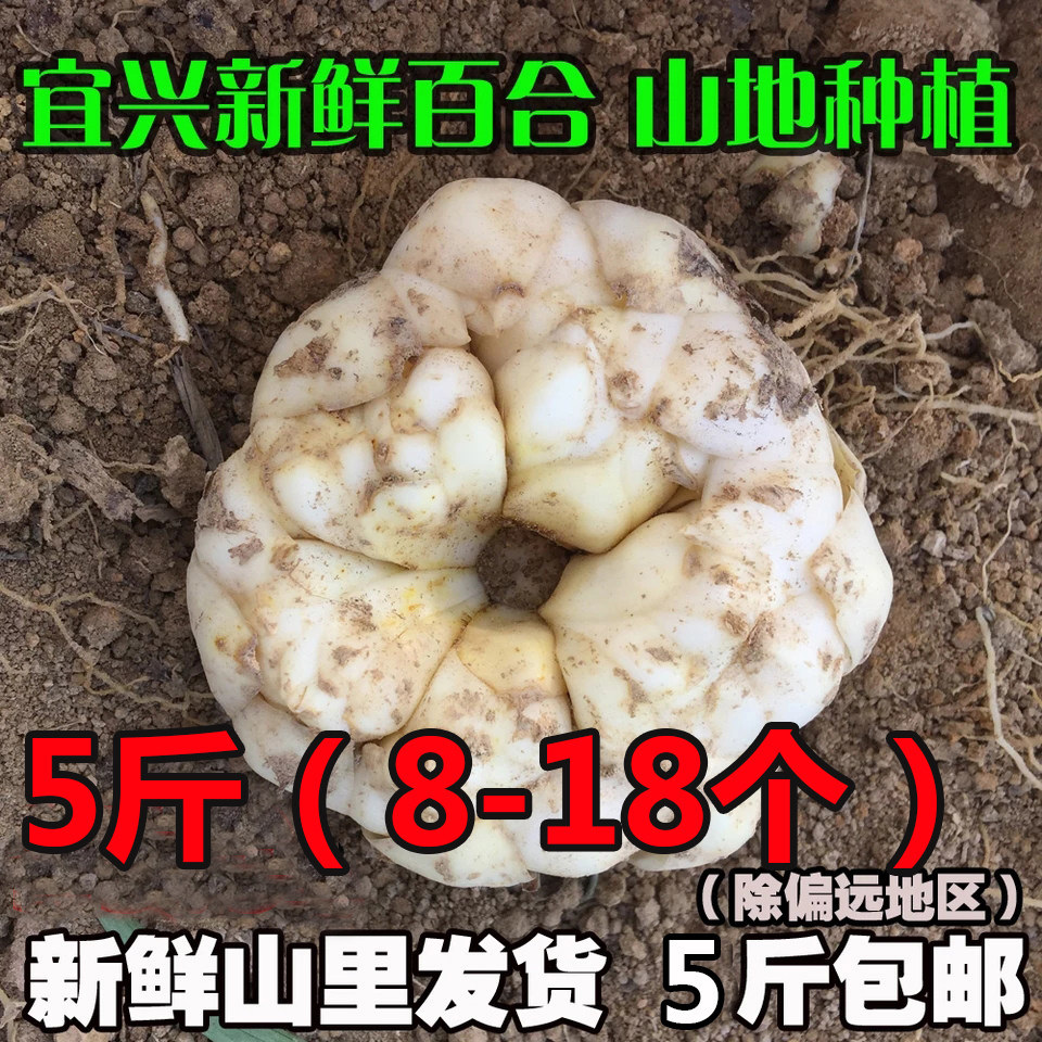 正宗产地直发 5斤装包邮2026年现挖宜兴鲜大百合新鲜食用特产