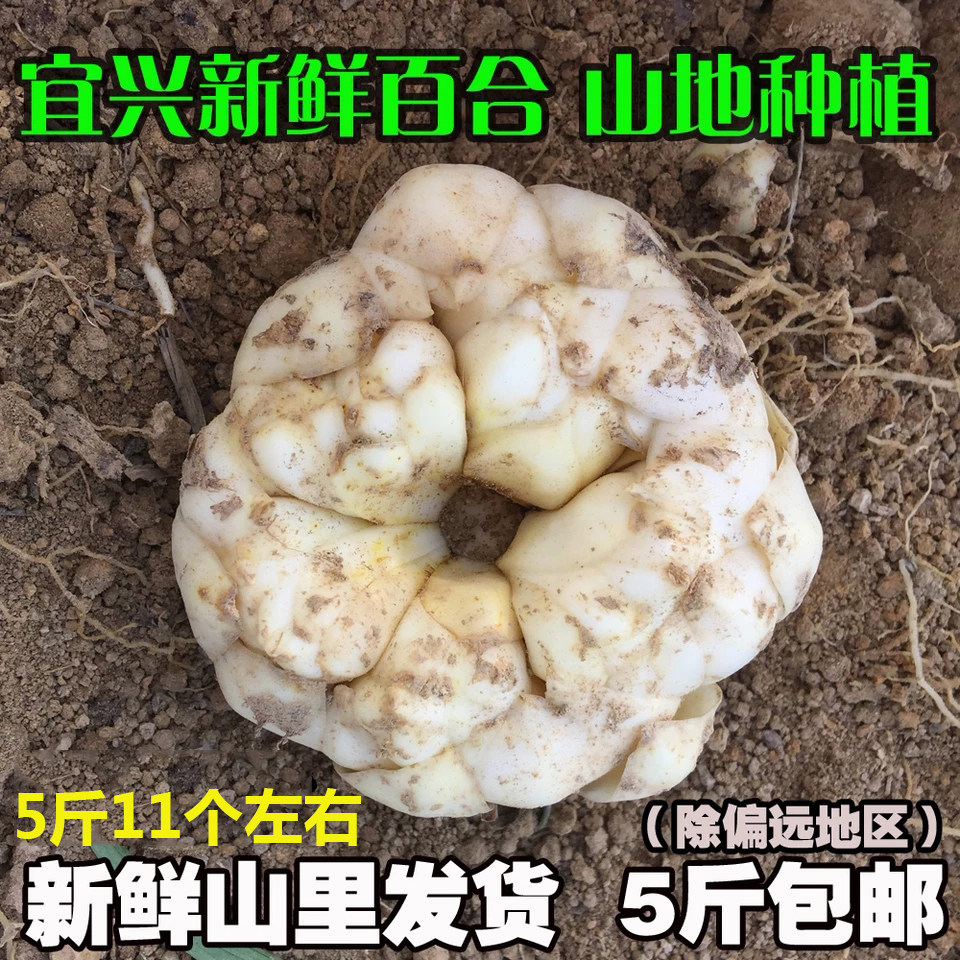 5斤装包邮11个左右2026年现挖宜兴百合新鲜食用特产