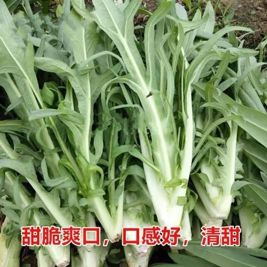 5袋 四季脆香甜麦菜种子广东甜麦菜苦麻菜籽青菜春秋季阳台蔬菜籽