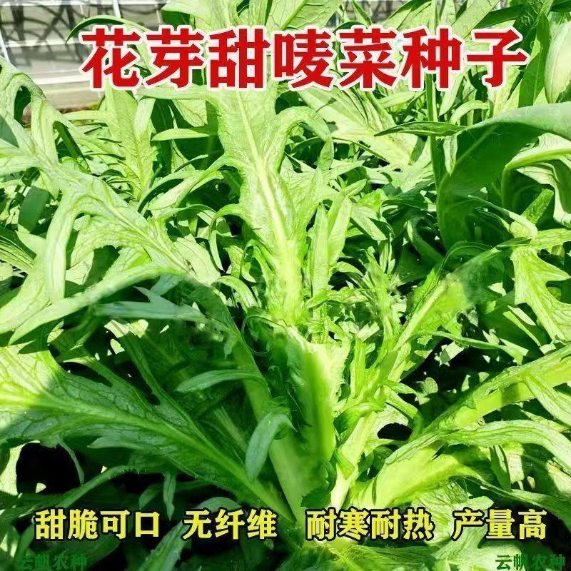 5袋 四季花芽甜麦菜种子广东甜麦菜苦麻菜籽青菜春秋季阳台蔬菜籽