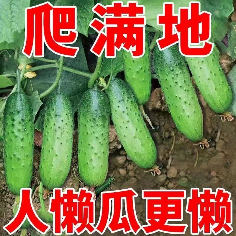 【全店满5包包邮】懒人黄瓜种子地爬不搭架水果黄瓜爬满地种籽