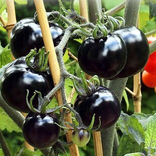 5袋 黑番茄种子黑西红柿种苗种籽番茄籽耐热耐寒阳台盆栽蔬菜种孑