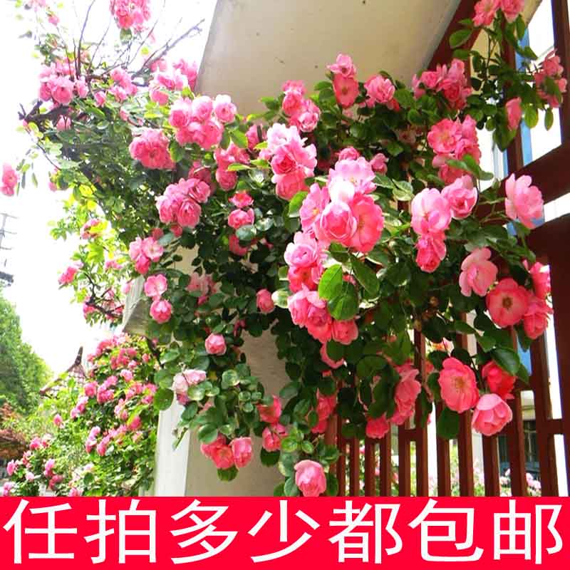 °üÓÊ ¶à»¨ÅÀÌÙǾޱÖÖ×Ó»¨×ÑÅèÔÔÂÌֲõ¹åÔ¼¾ÌÙ±¾Ô¼¾ÖÖ×ÑËļ¾ÖÖ