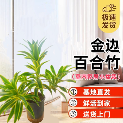 金边百合竹室内桌面阳台美化好养