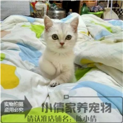 繁育银渐层活体英国短毛猫